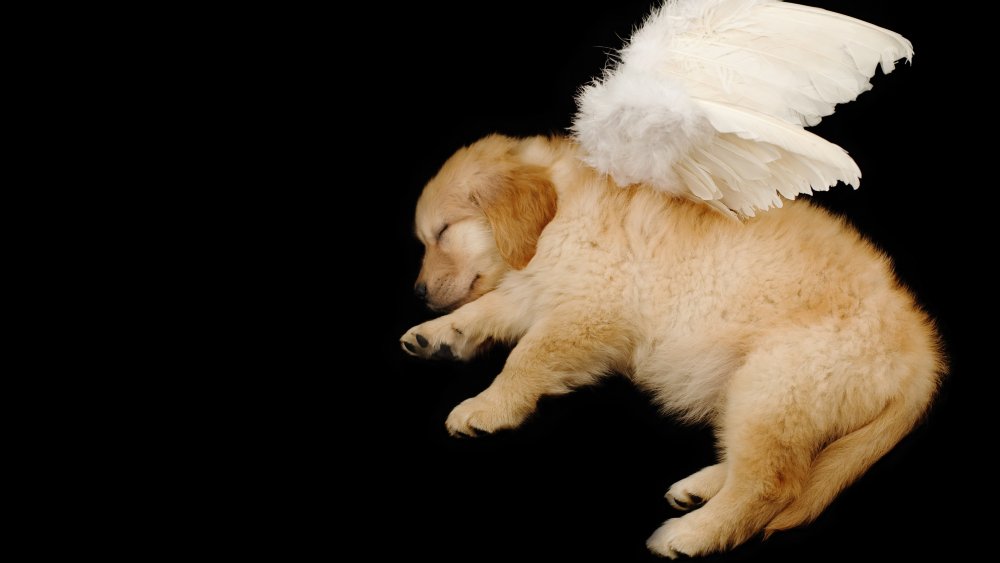 angel dog