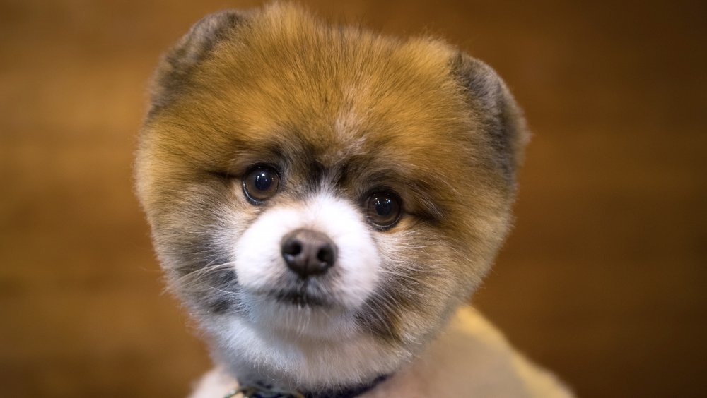 Pomeranian