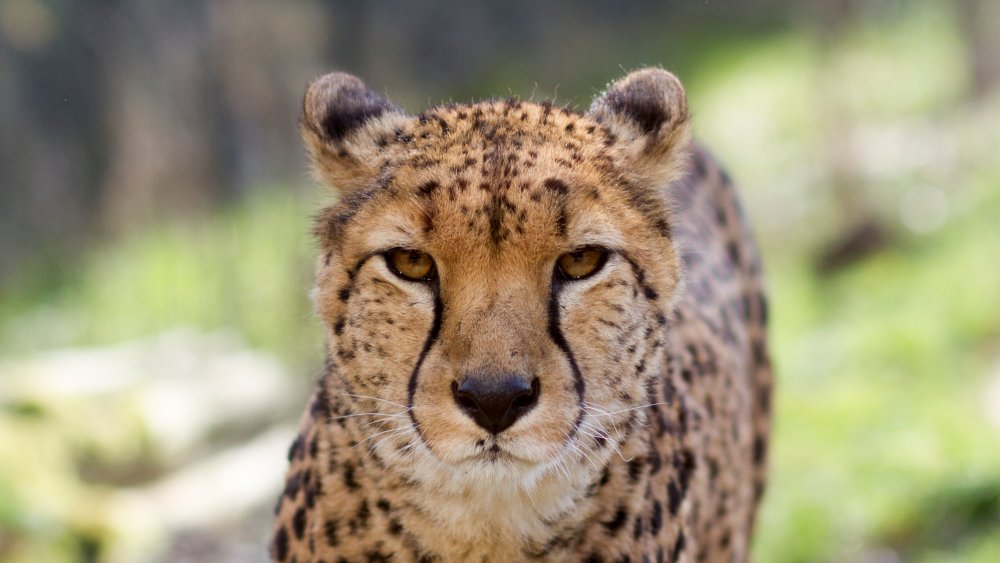 Cheetah