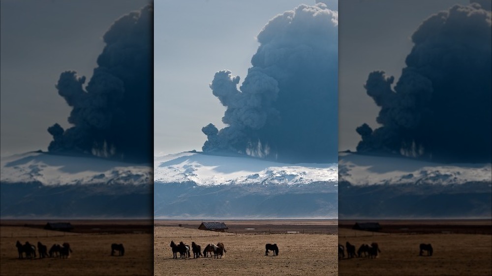 Eyjafjallajökull ash cloud behind field and horses