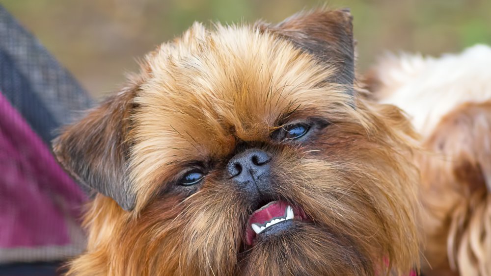 Brussels Griffon