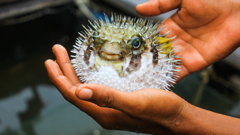 Hands holding inflated spiky pufferfish