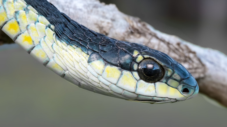 boomslang snake close up