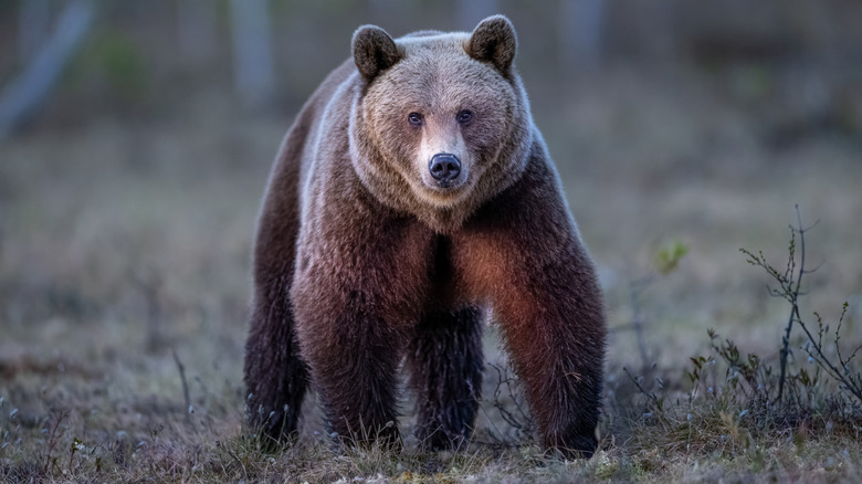 brown bear walking outdoors