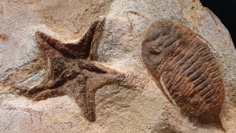 Fossils of extinct trilobites 