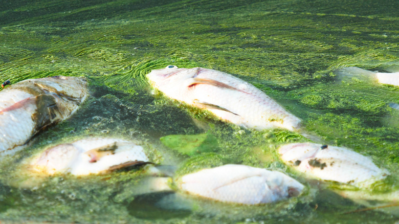 Dead fish in low oxygen waters 