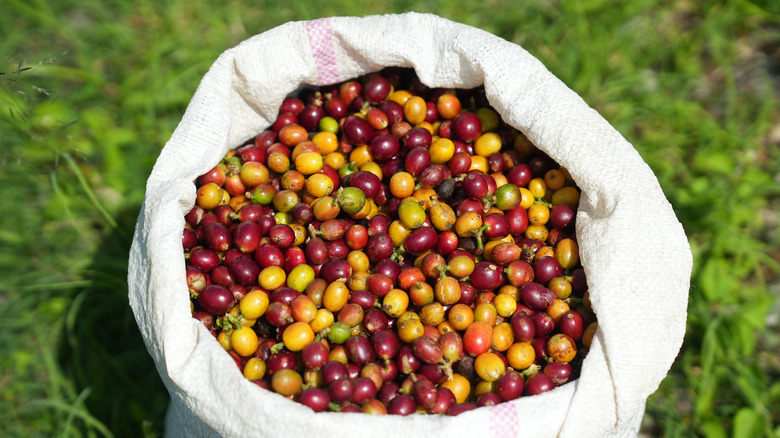 bag of coffee fruit