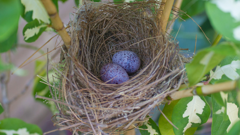 Robins' eggs in a nest 