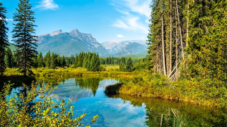 Beautiful forest and lake