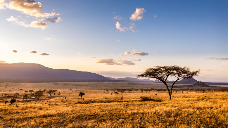 Savannah in Kenya