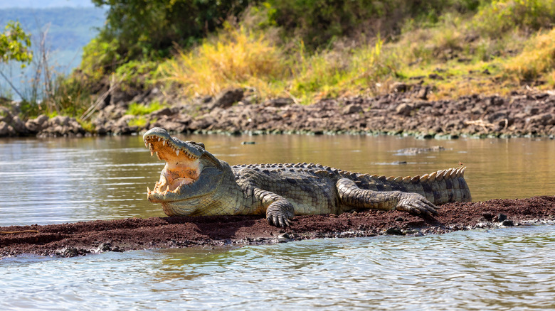 open mouth crocodile on log