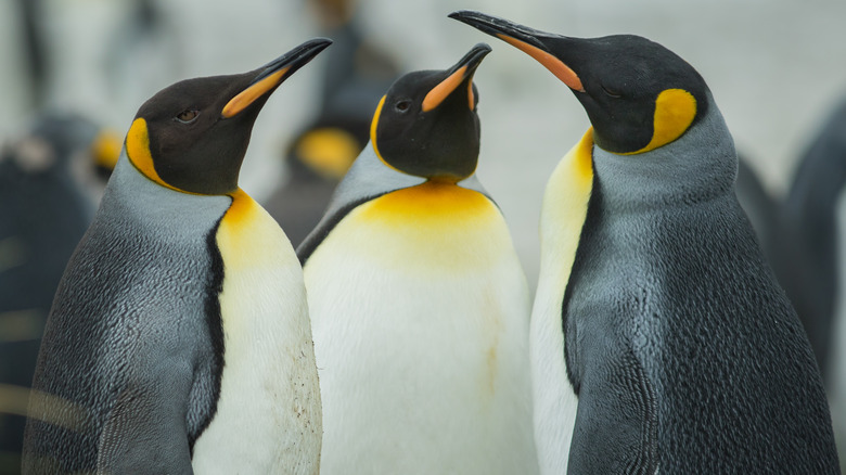 A group of emperor penguins