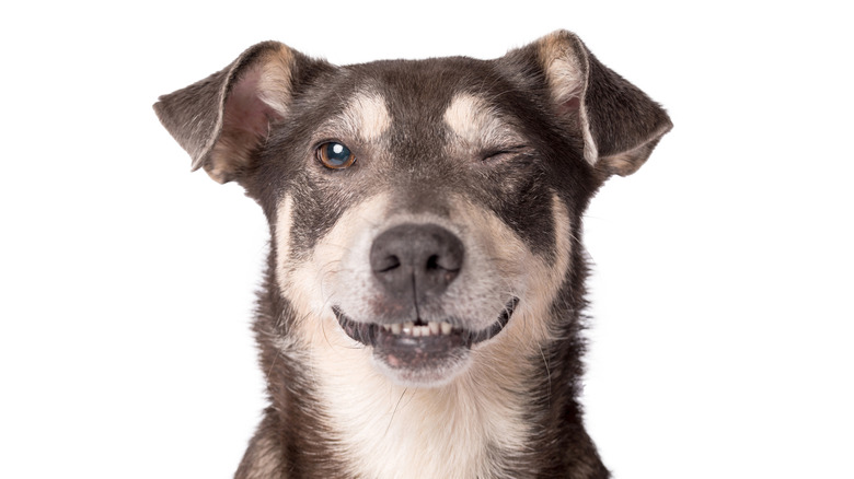 Dog blinking