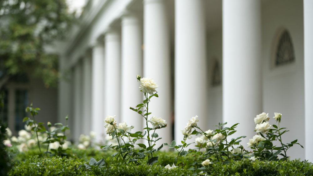 White House Rose Garden after renovations