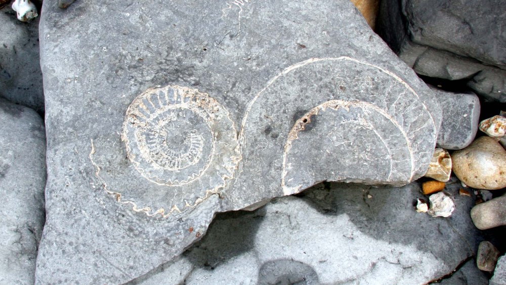 Ammonites found on England's Jurassic Coast