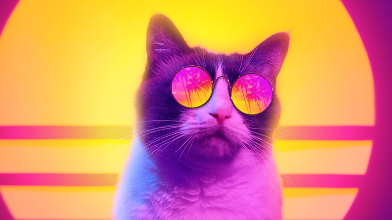 Ray cat