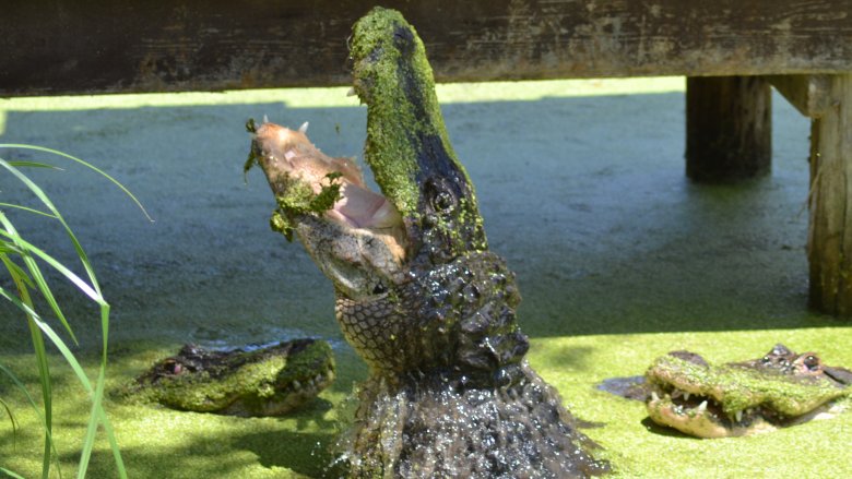 big gator