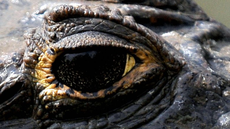 gator eye