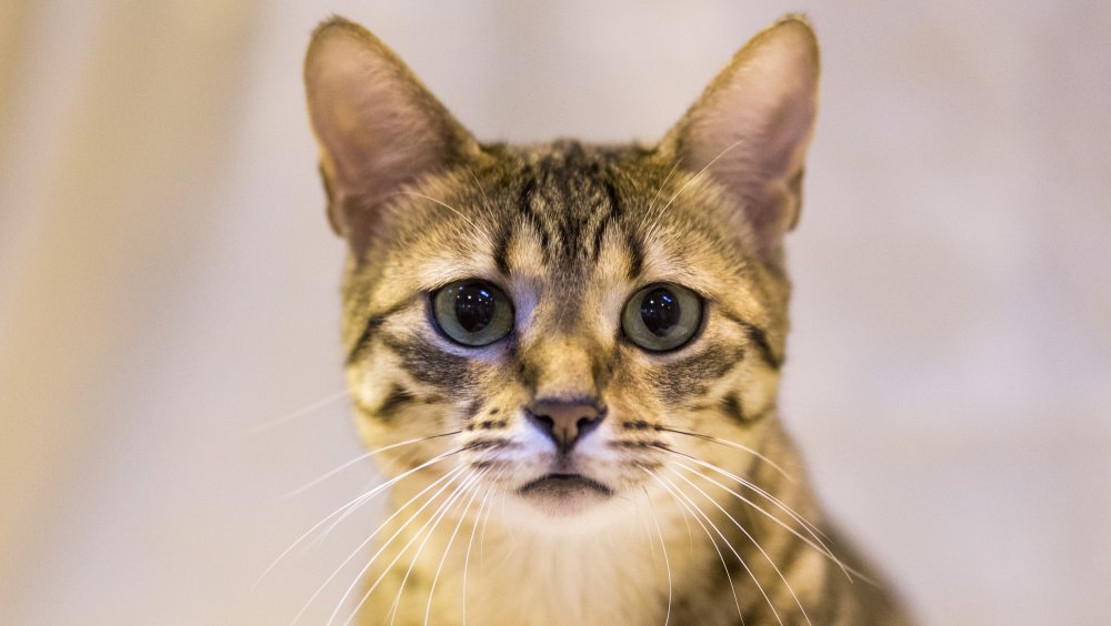 Egyptian Mau