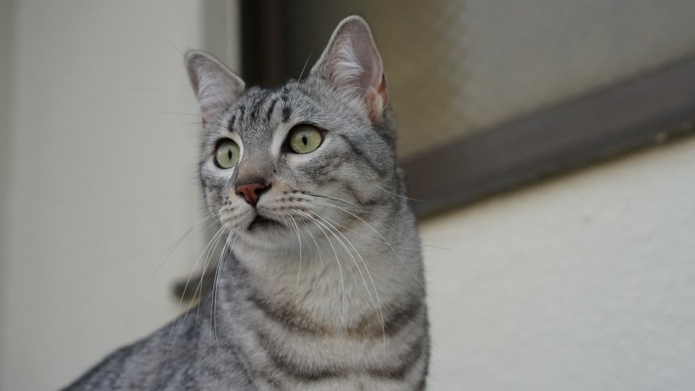 The Fastest Domestic Cat Breed In The World