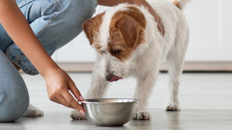 Feeding dog with bowl on floor