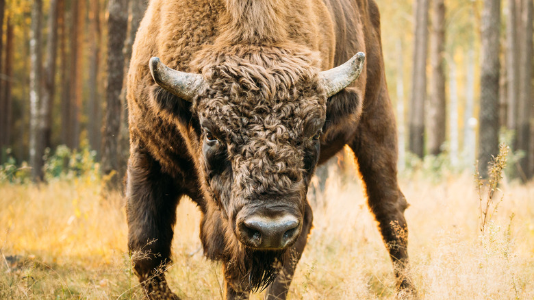 European bison