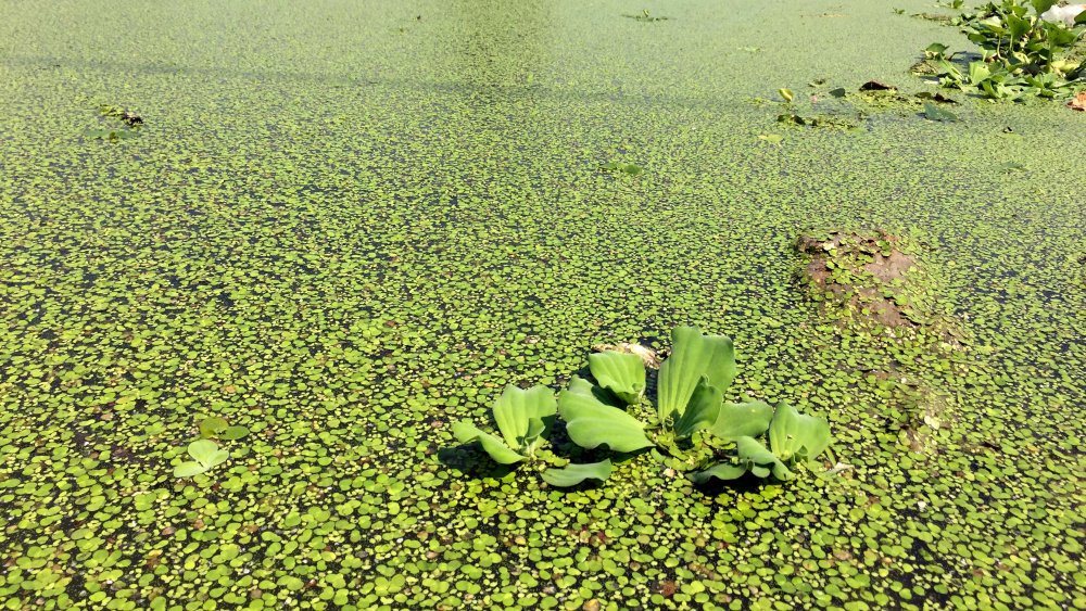 duckweed