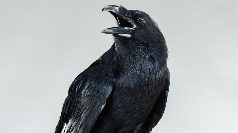 Raven cawing