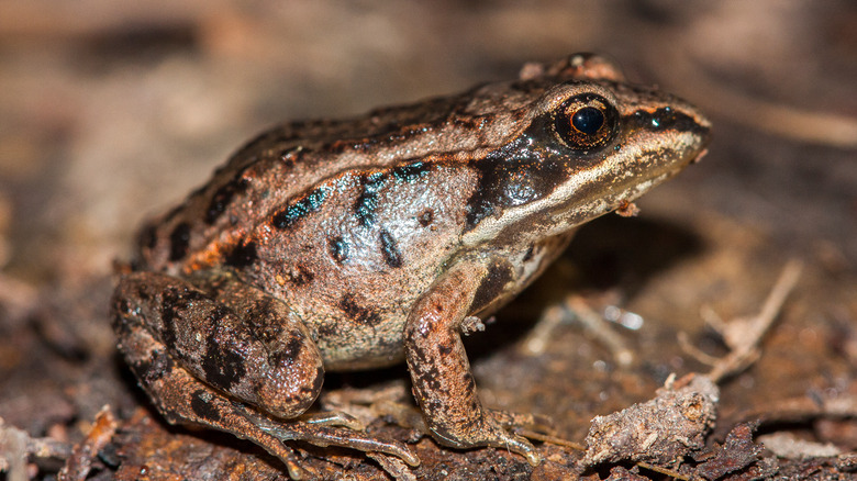 Wood frog 