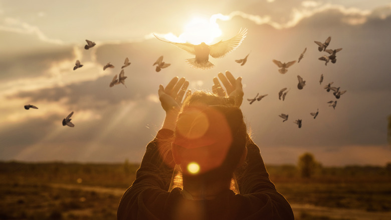 a flock of birds