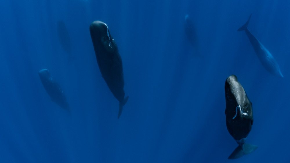 sperm whales sleeping