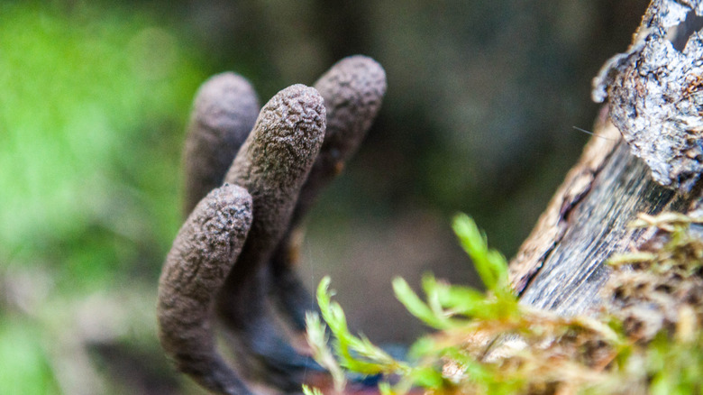 Dead man's fingers fungus growing in woodland