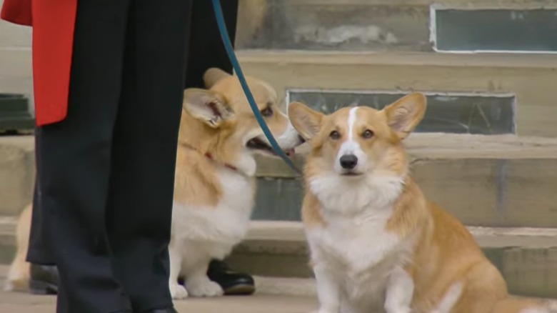 Muick and Sandy queen's corgis