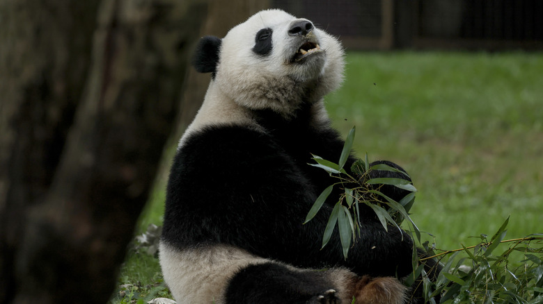 goat eating leaves off a branch