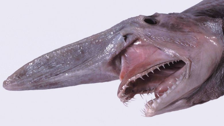 Goblin shark