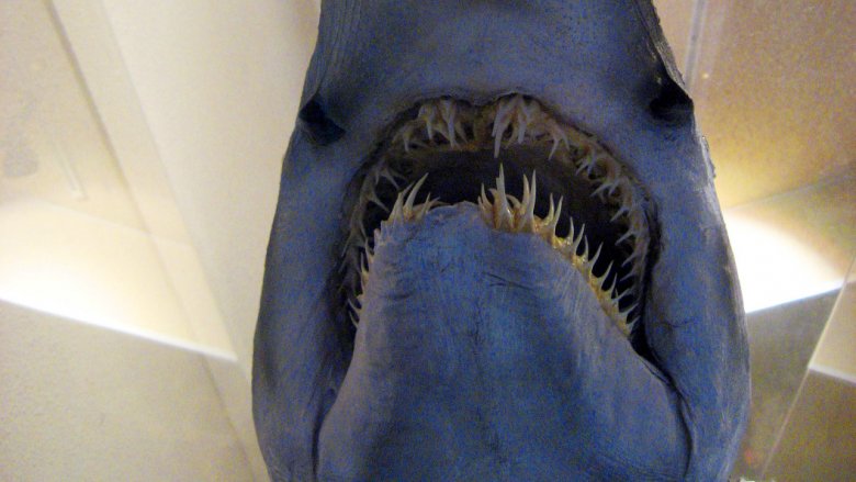 Goblin shark