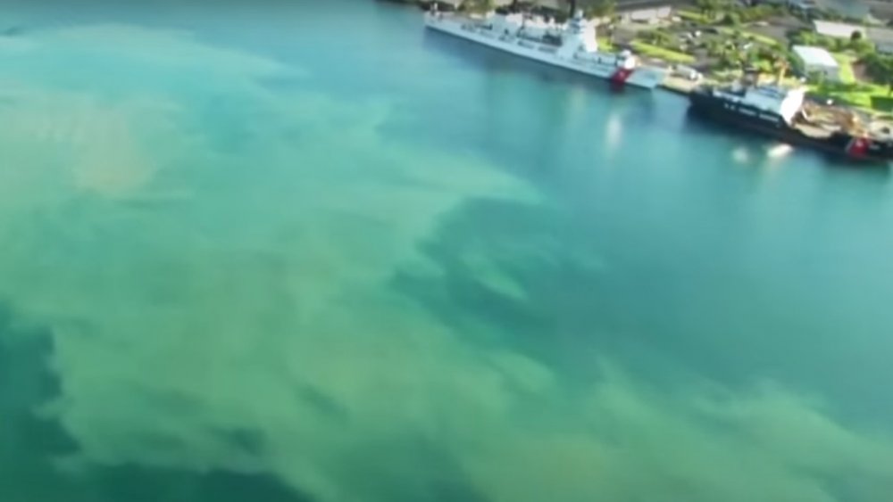 Molasses spill, Hawaii