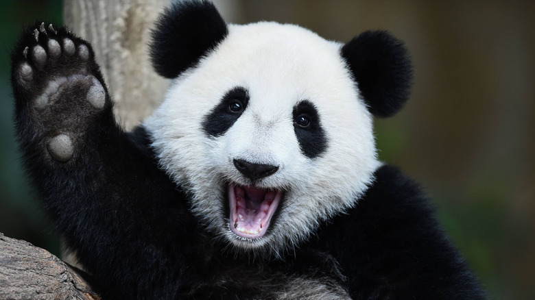 Panda with mouth open raising paw