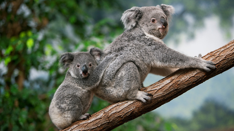 koala and her baby on a tree branch