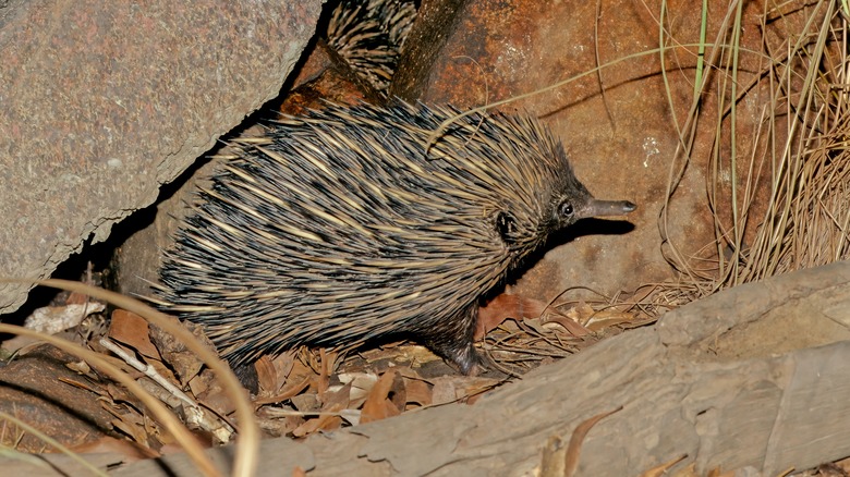 An echidna walking among stones and grass