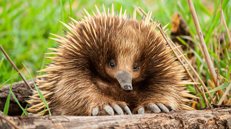 An echidna rests its claws on a log