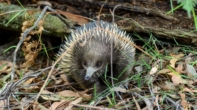 An echidna in grass and leaves