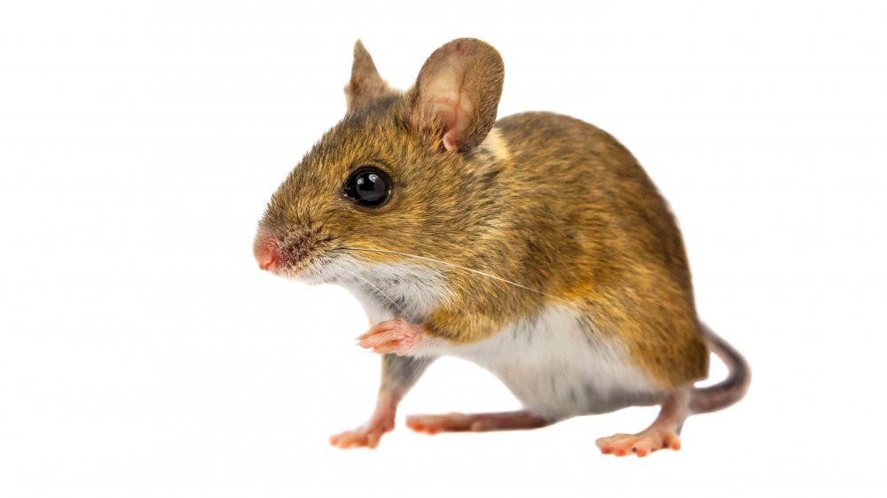 Mouse