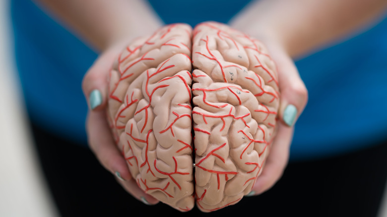woman holding model of brain