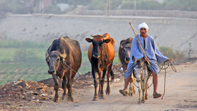 Herding cows in Egypt