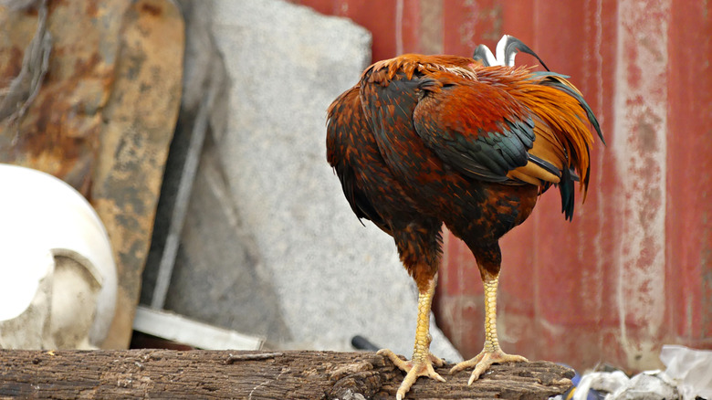 Chicken tucks its head