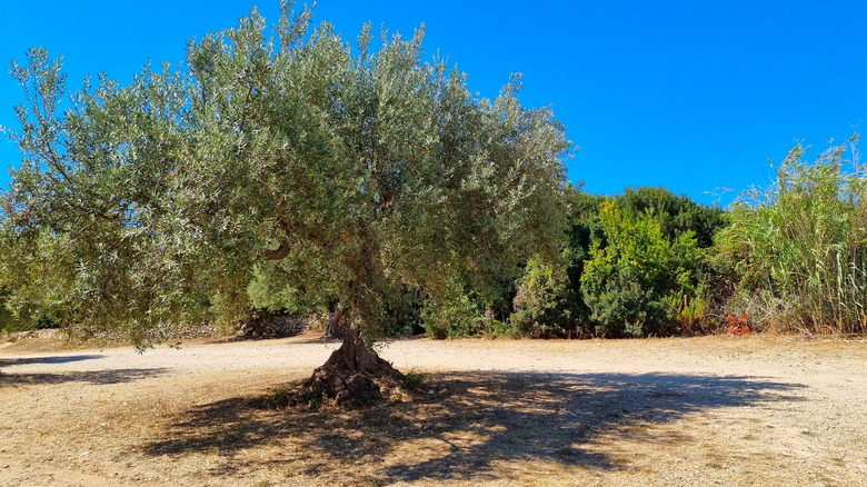 Olive tree in Sicily