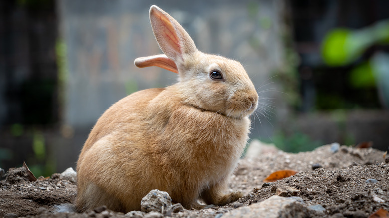 Rabbit on Okunoshima 