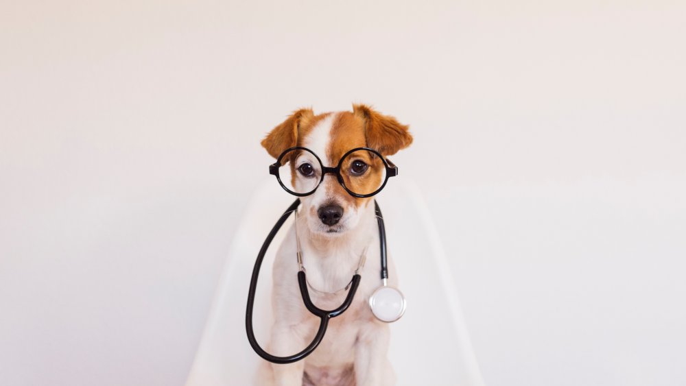 dog doctor