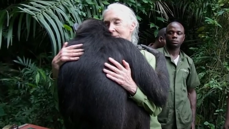 Jane Goodall release a chip back into the wild